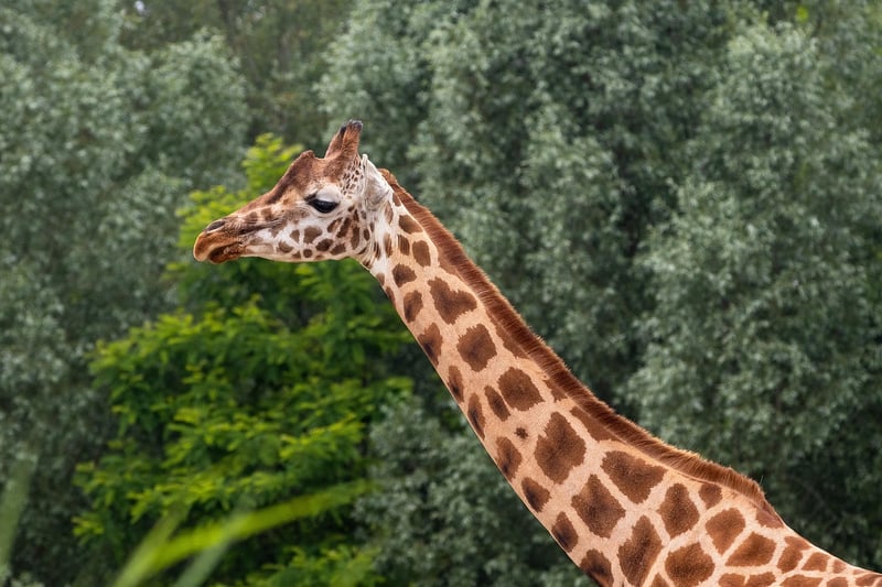 Kruger National Park